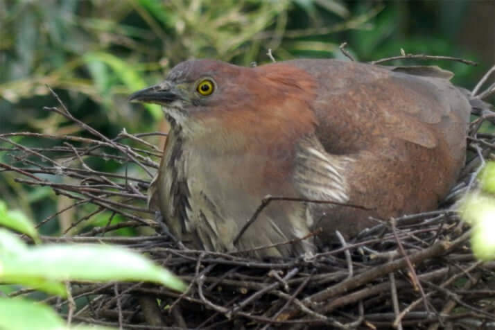鳥類学者だからって鳥が好きだと思うなよ 減り続ける 絶滅危惧種 の謎に迫る それは北斗神拳 それともジェダイ デイリー新潮