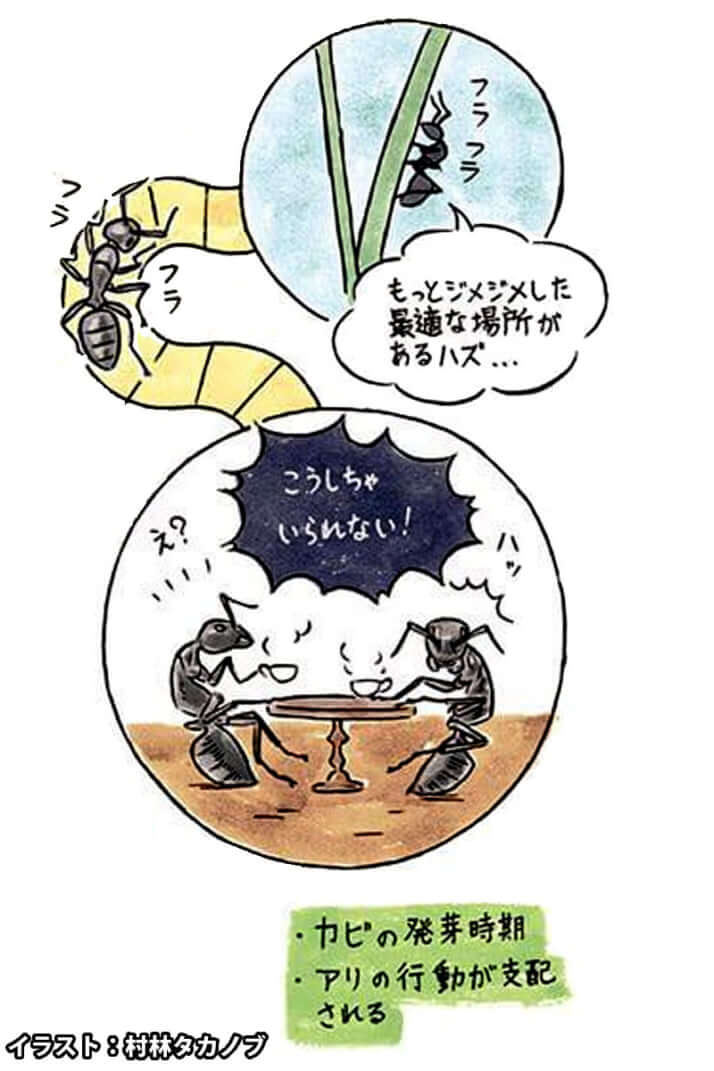 脳を乗っ取られたアリ『えげつない！ 寄生生物』