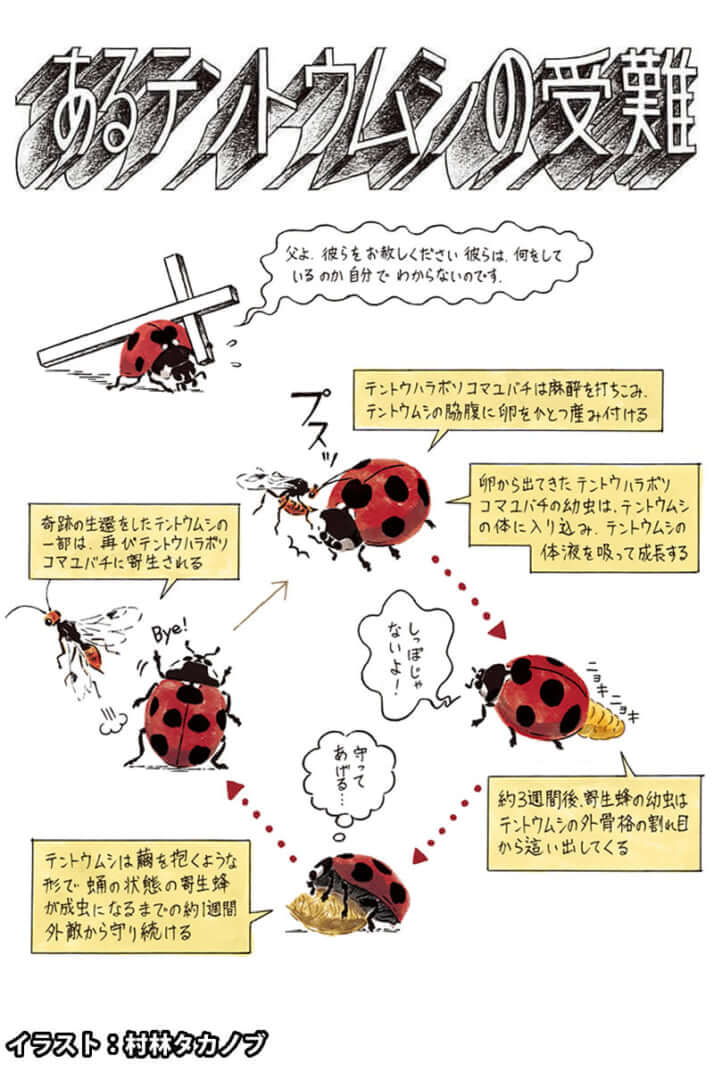 テントウムシと寄生虫『えげつない！ 寄生生物』