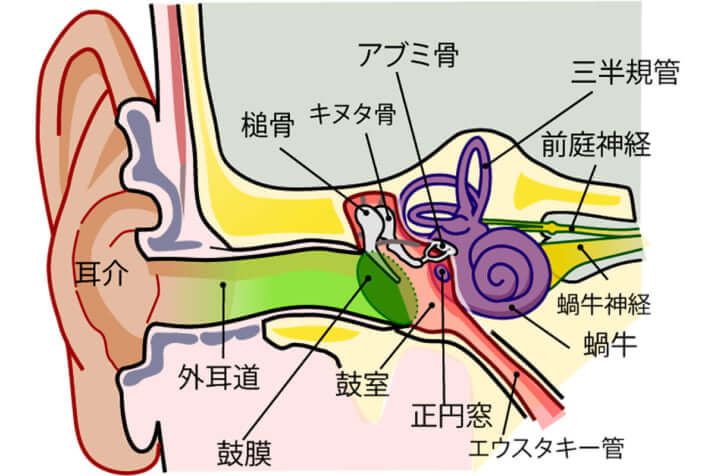 耳の構造