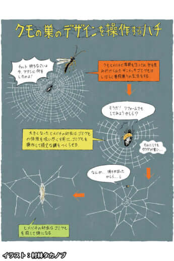 ゴミグモと寄生虫のクモヒメバチ