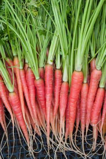 山下さんが手がけたニンジン