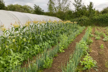 山下農園の一部