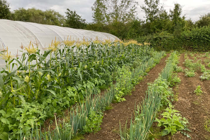 山下農園の一部