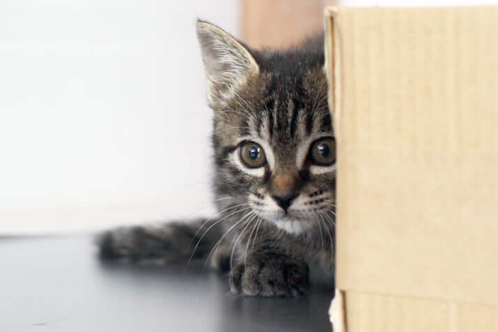 わざと猫に食べられに行く!? ネズミを大胆不敵にさせる「寄生虫」の