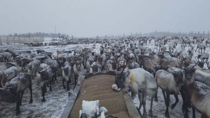 トナカイと生きるサーミが語った「COP26に伝えたいこと」