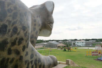 12号グラビア巨大ヤマネコ_7