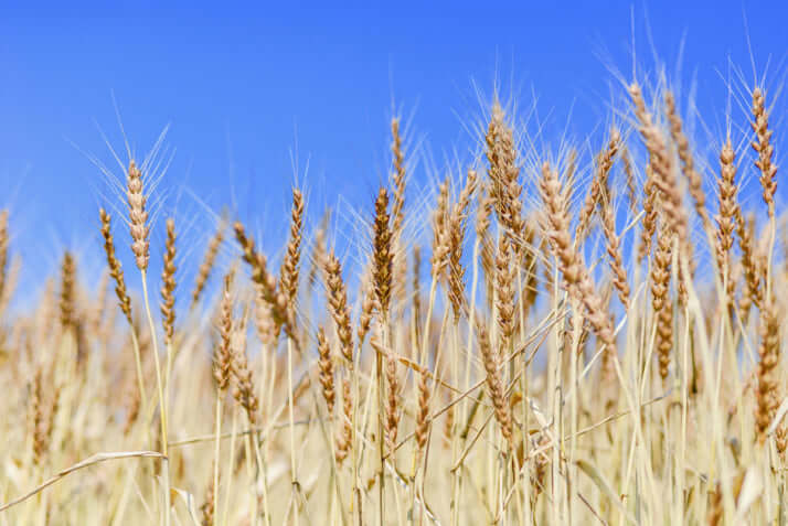 小麦イメージ