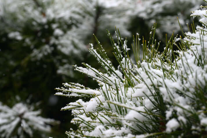 み雪に耐えて色を変えない松のように、日本を、私たちの大切な国を、もっとよい、美しい国に――