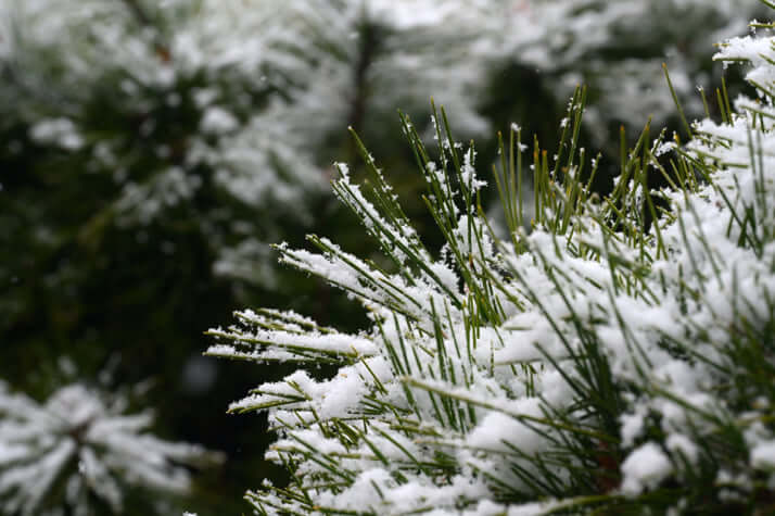 降雪した松