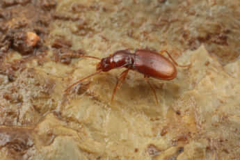 オオカワメクラチビゴミムシ