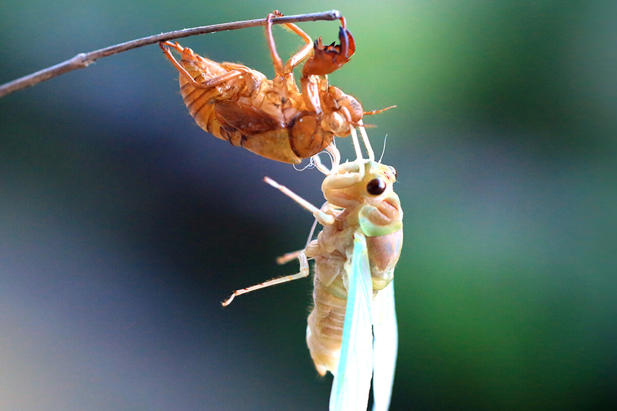 大阪のセミが東京のセミより うるさい 理由 あなたの街で一番聞こえるセミの声は デイリー新潮