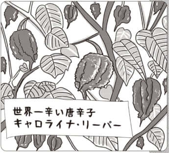 イラスト・まんきつ