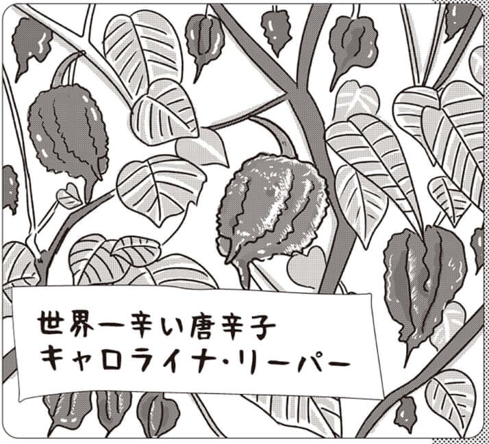 イラスト・まんきつ