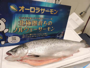 ノルウェー産サーモン