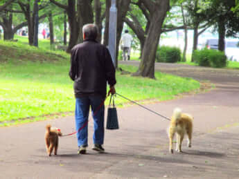 犬の散歩イメージ