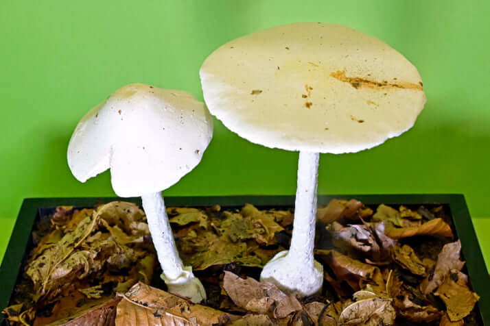 47号グラビア 毒だらけの世界_3