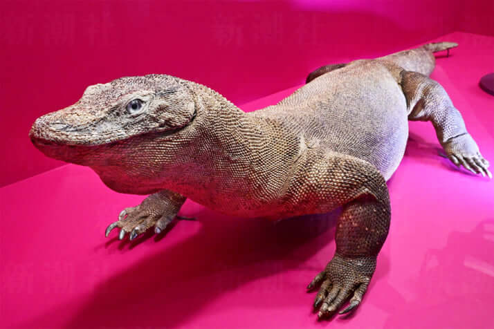 47号グラビア 毒だらけの世界_8