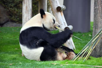 アドベンチャーワールドのパンダ・永明