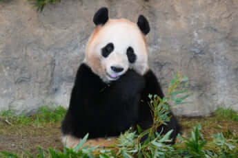 アドベンチャーワールドのパンダ・桃浜