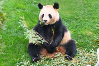 アドベンチャーワールドのパンダ・良浜