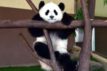 アドベンチャーワールドのパンダ・結浜