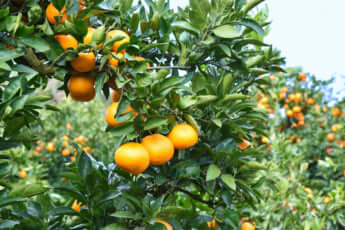 収穫期を迎えた柑橘類