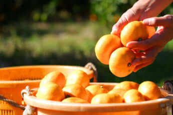収穫期を迎えた柑橘類