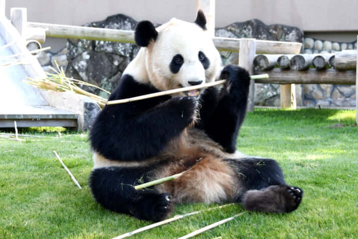 パンダ（結浜・ゆいひん）が竹を食べる姿