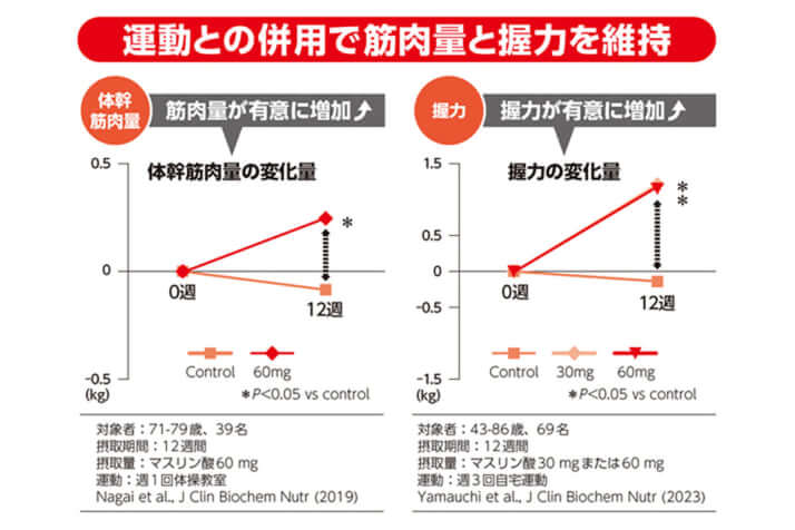 運動とマスリン酸の併用で筋肉量と握力を維持