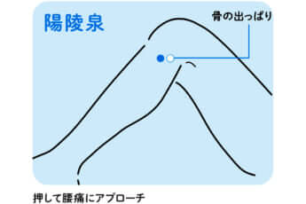 腰痛に効くツボ「陽陵泉」