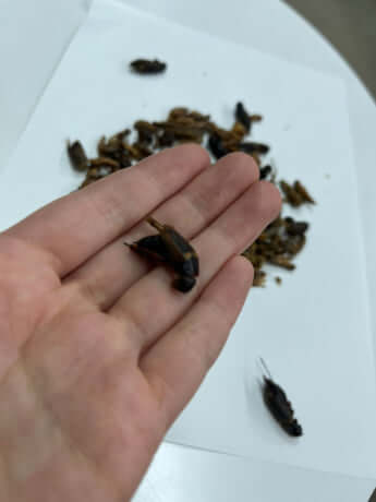 「バッタ目ミックス」の中身