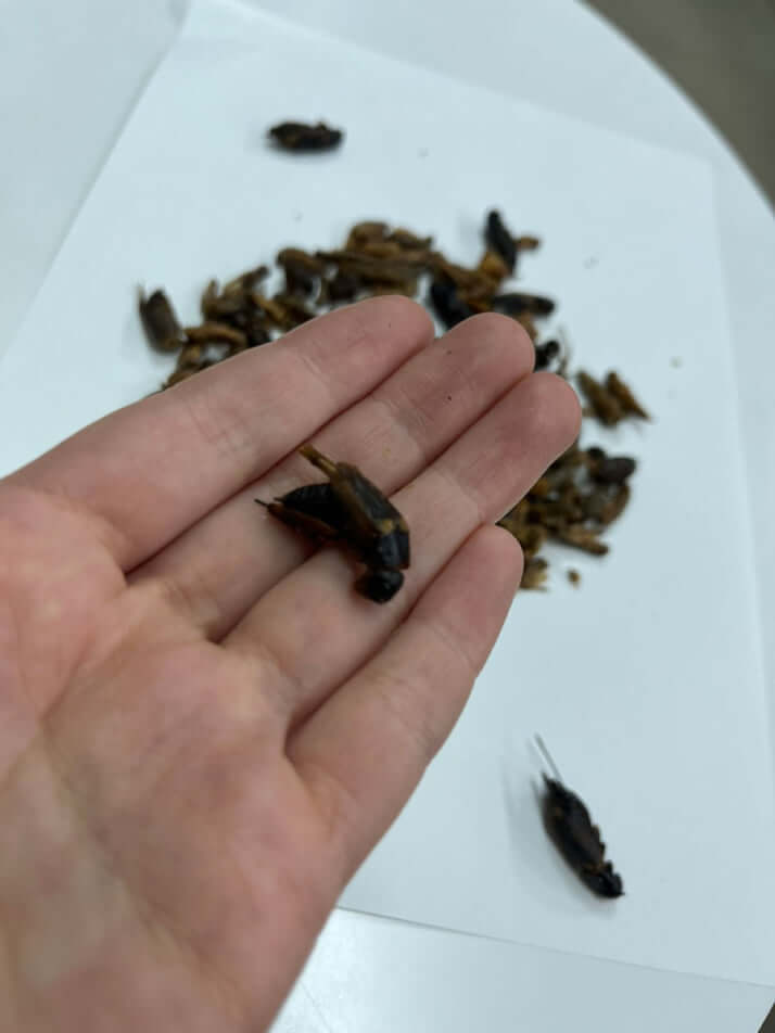 「バッタ目ミックス」の中身