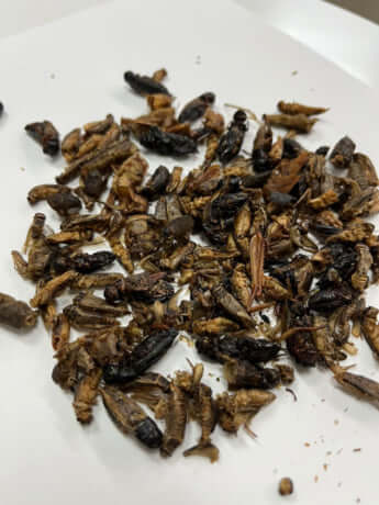 「バッタ目ミックス」の中身