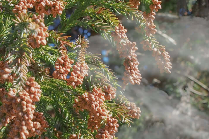 スギ花粉