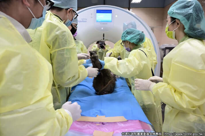 【台湾】ヒヒの脱走騒動_4