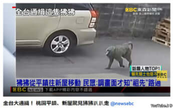【台湾】ヒヒの脱走騒動_6