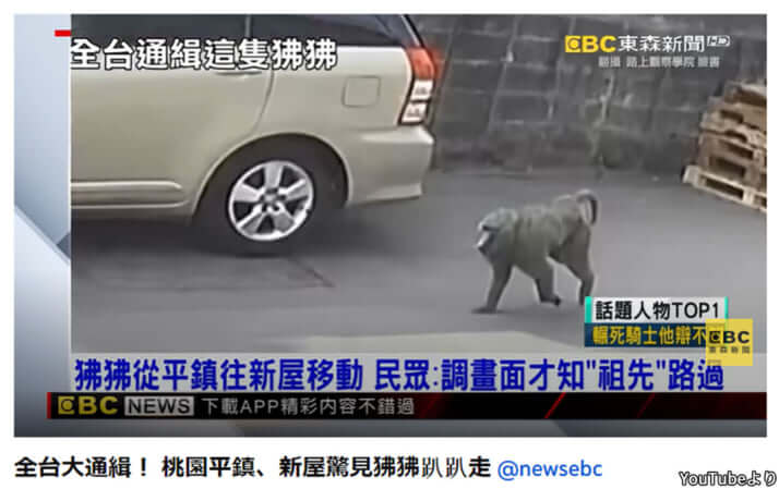 【台湾】ヒヒの脱走騒動_6