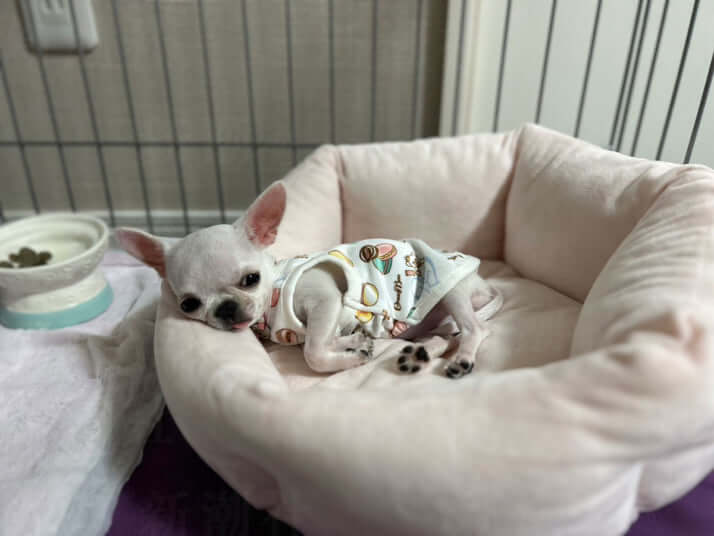 メイ