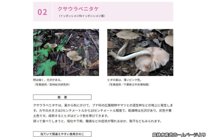 毒キノコ
