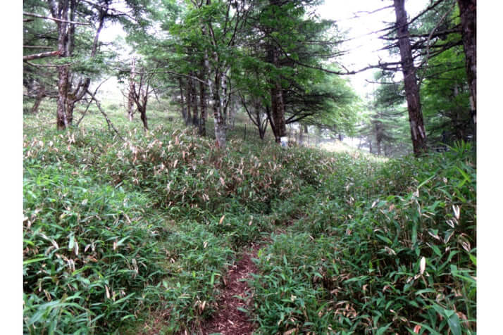 登山道の入り口