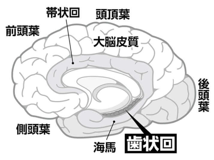 歯状回