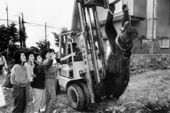 冷蔵庫荒らしの犯人と思われる“250キロ”の巨大ヒグマ