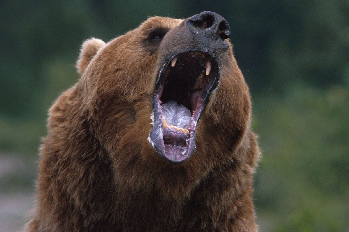 漁師一家の自宅にヒグマが侵入、冷蔵庫を荒らして…北海道・羅臼町“クマ