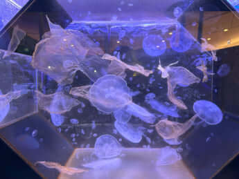 幼魚水族館の様子