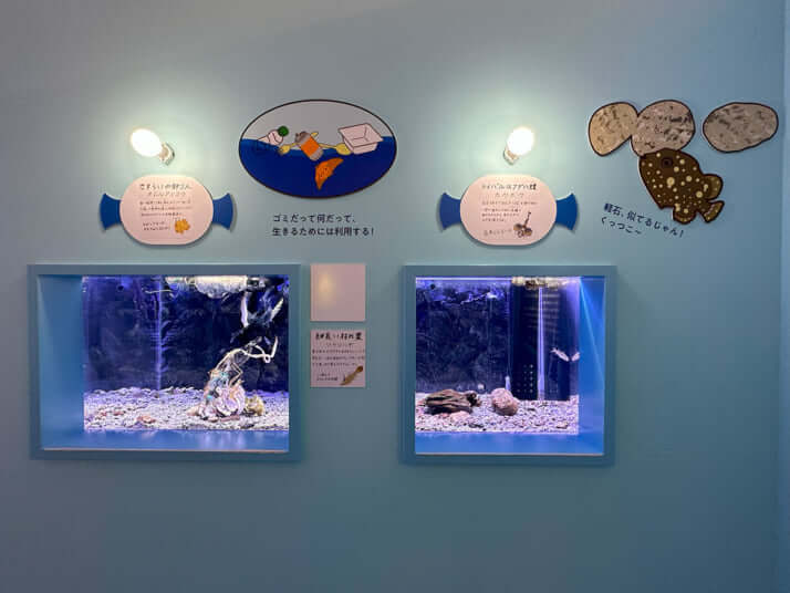 幼魚水族館の様子