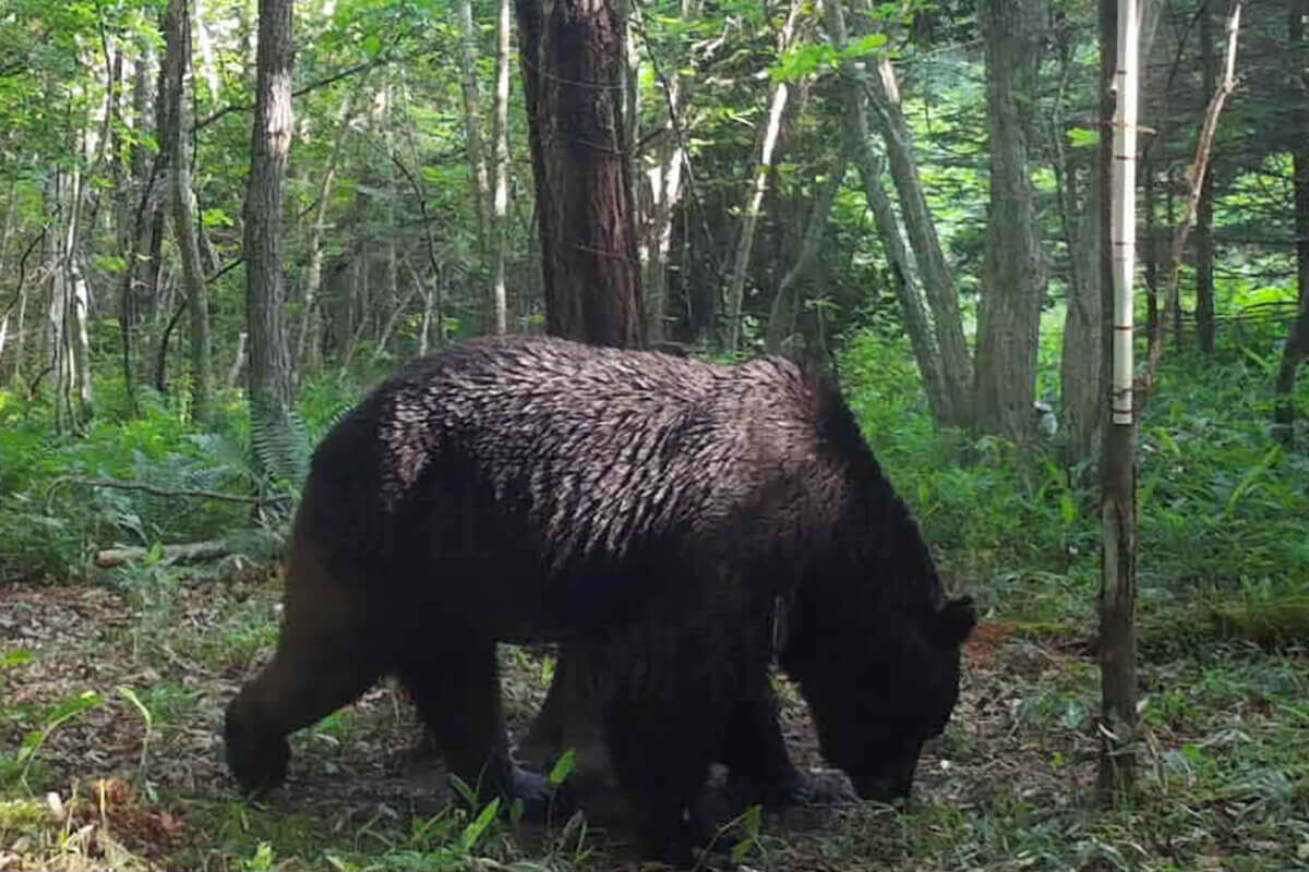 運転席からライフルのスコープをのぞき…」OSO18を射殺したハンターが