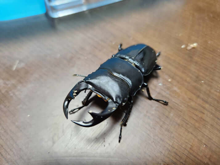 クワガタ