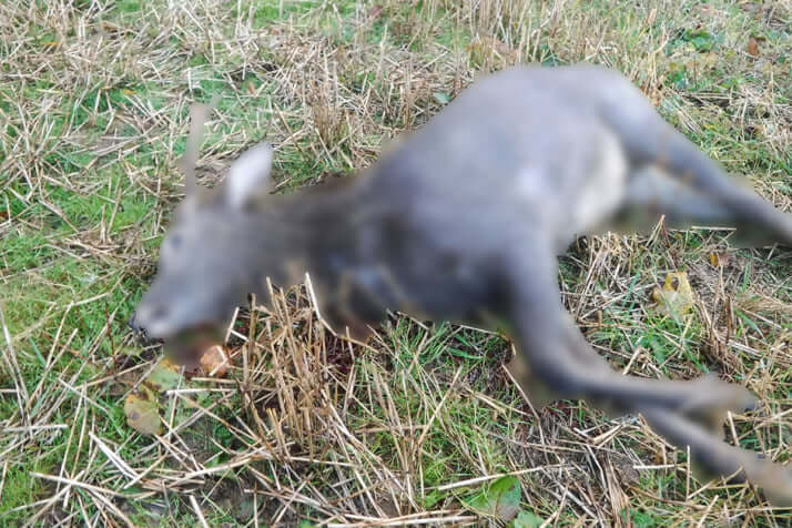 鹿を撃つ場面