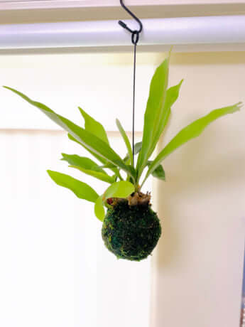 コウモリランイメージ